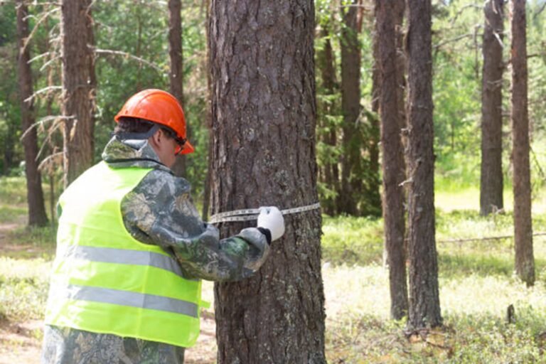 How Much Does Tree Removal Cost in Painesville, OH